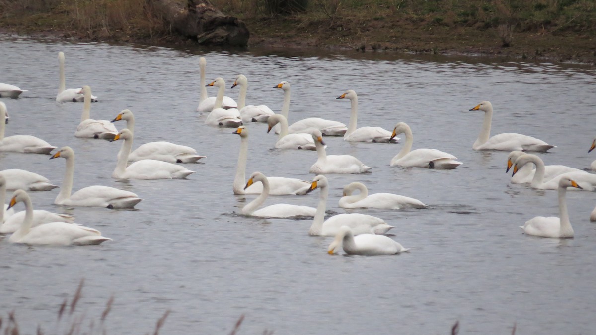 Whooper Swan - ML642522506