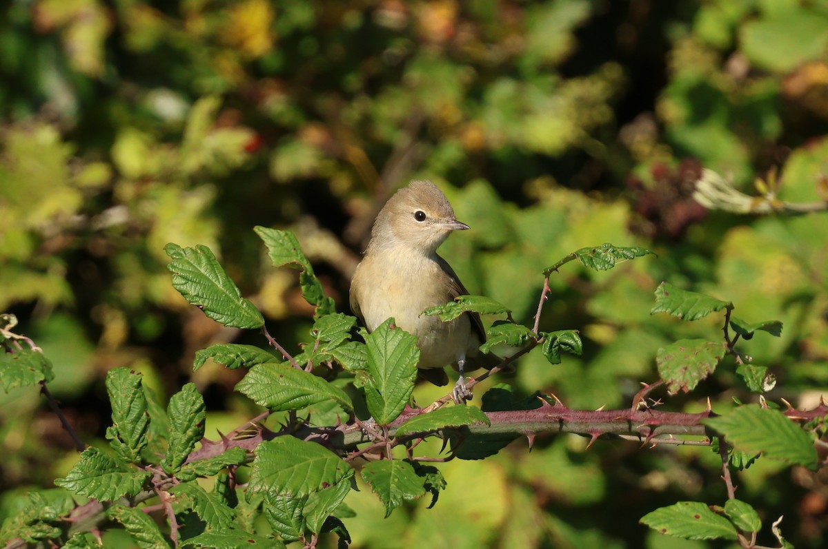 Garden Warbler - ML642522511