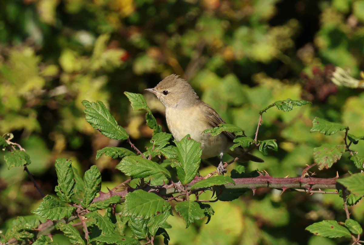 Garden Warbler - ML642522512