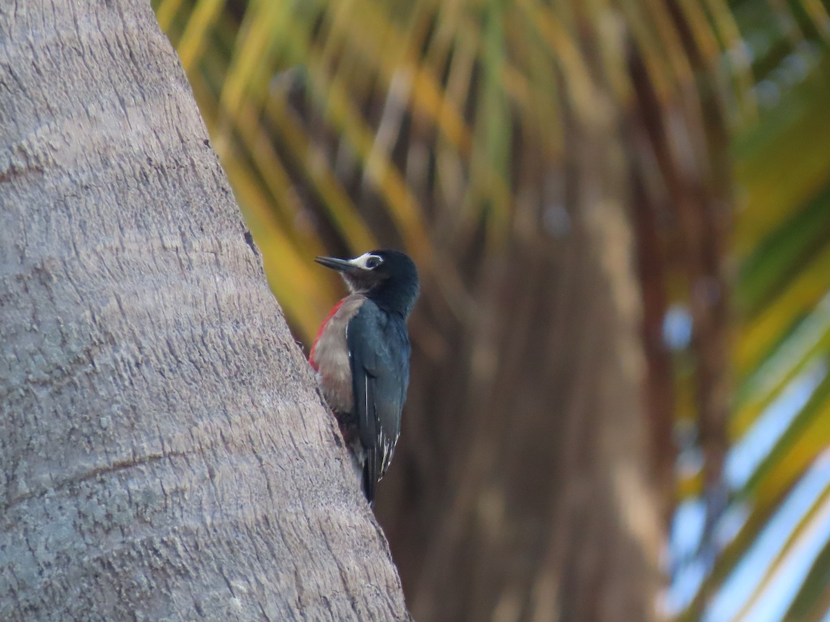 Puerto Rican Woodpecker - ML642522539