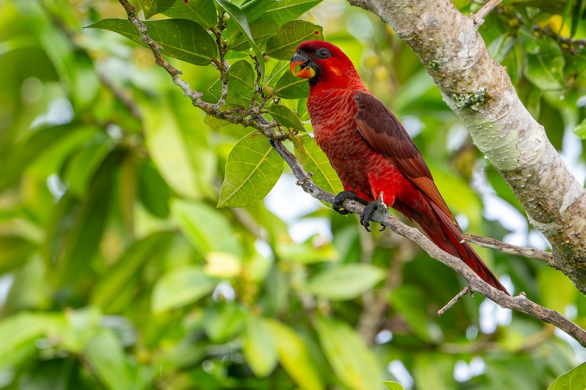 Cardinal Lory - ML642522549