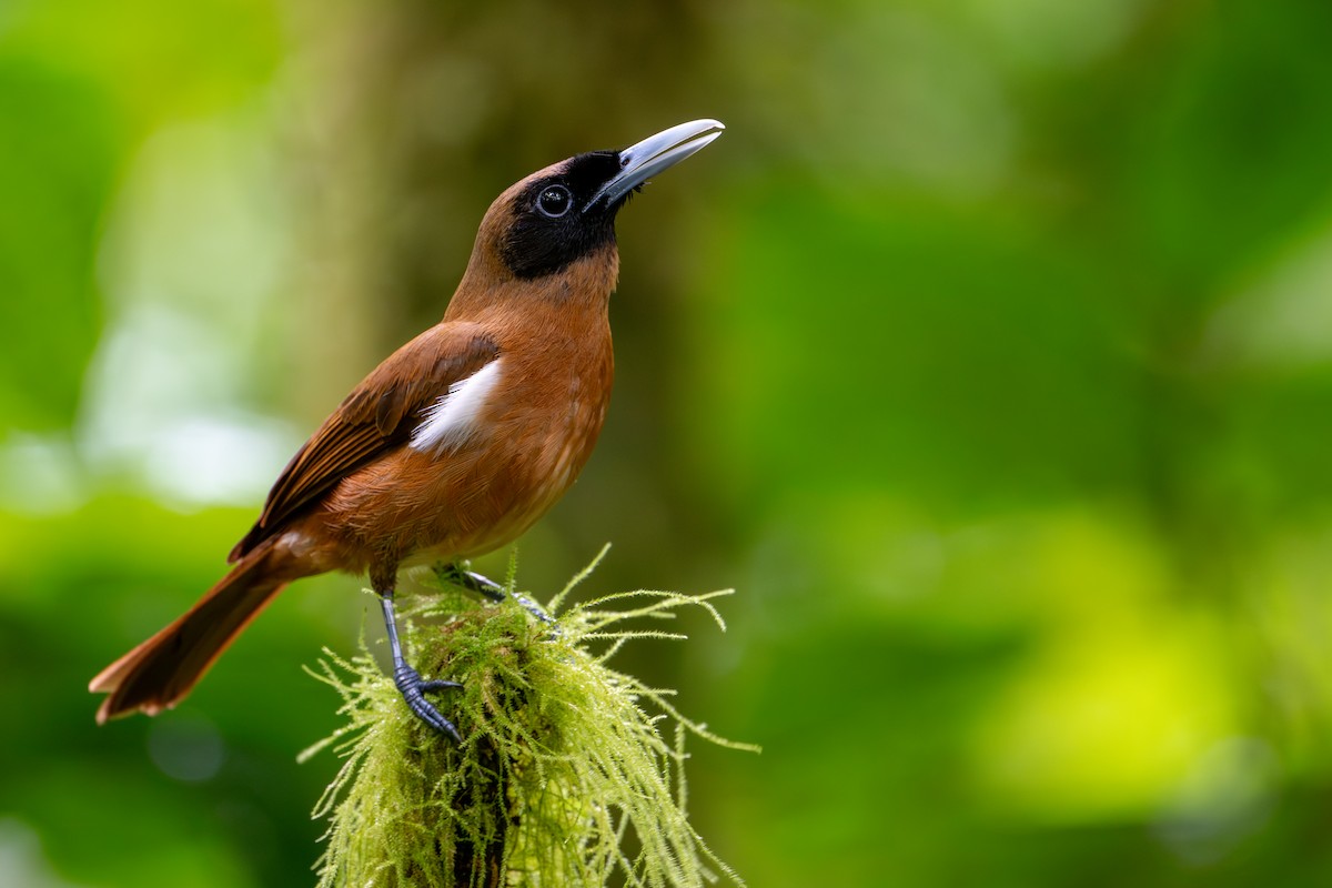 Rennell Shrikebill - ML642522578