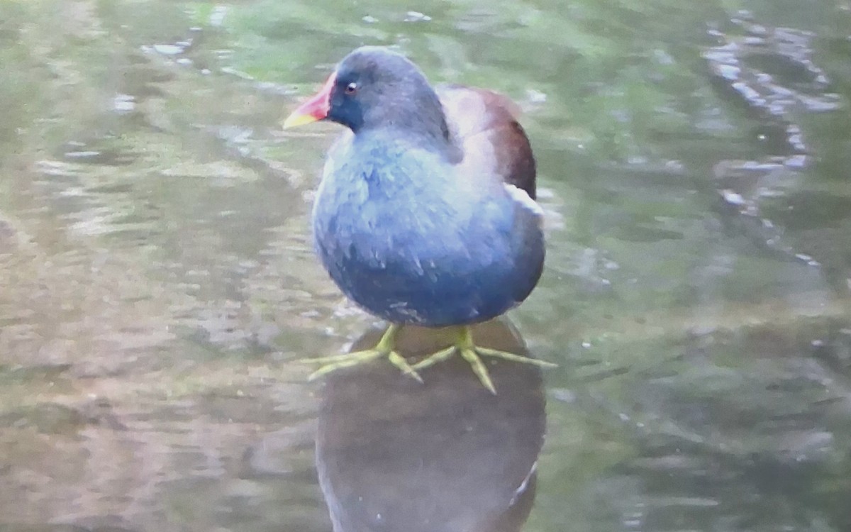 Eurasian Moorhen - ML642522596