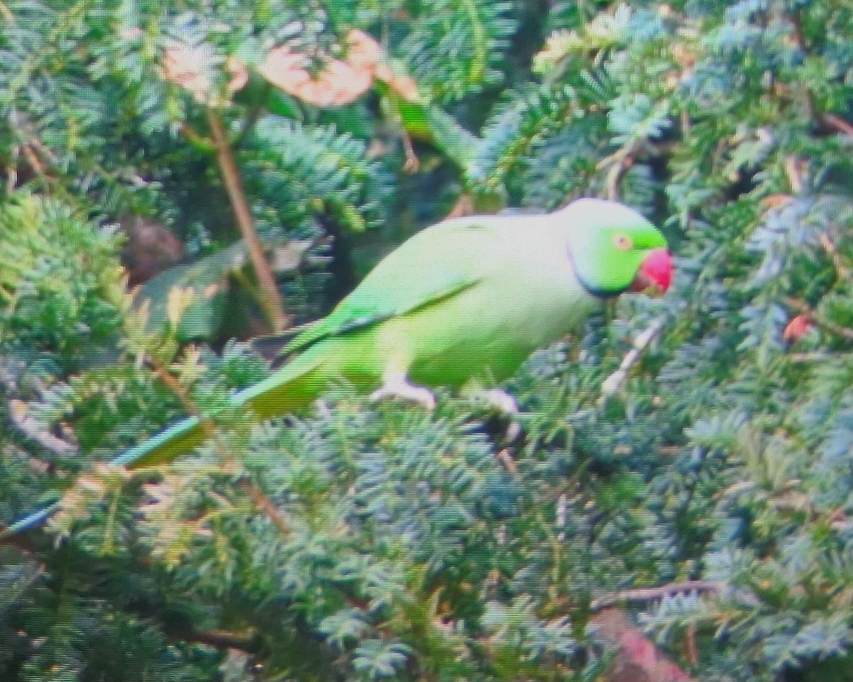 Rose-ringed Parakeet - ML642522599