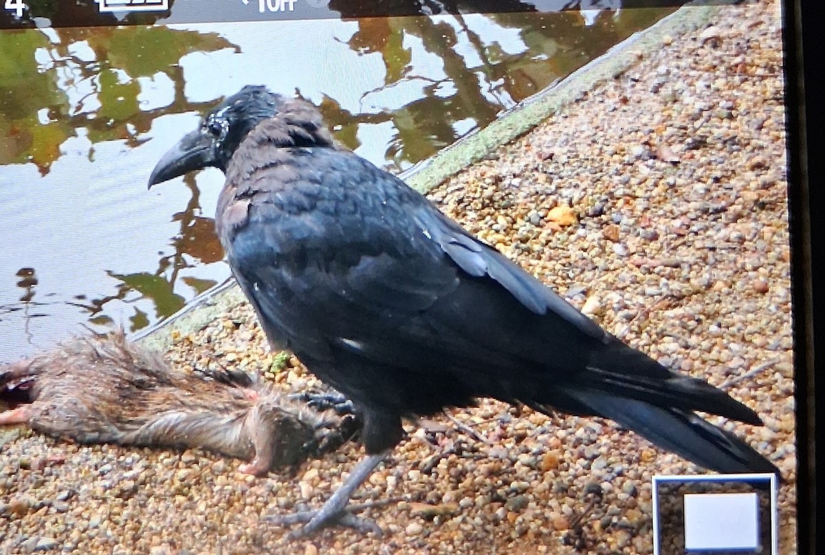 Carrion Crow - ML642522607