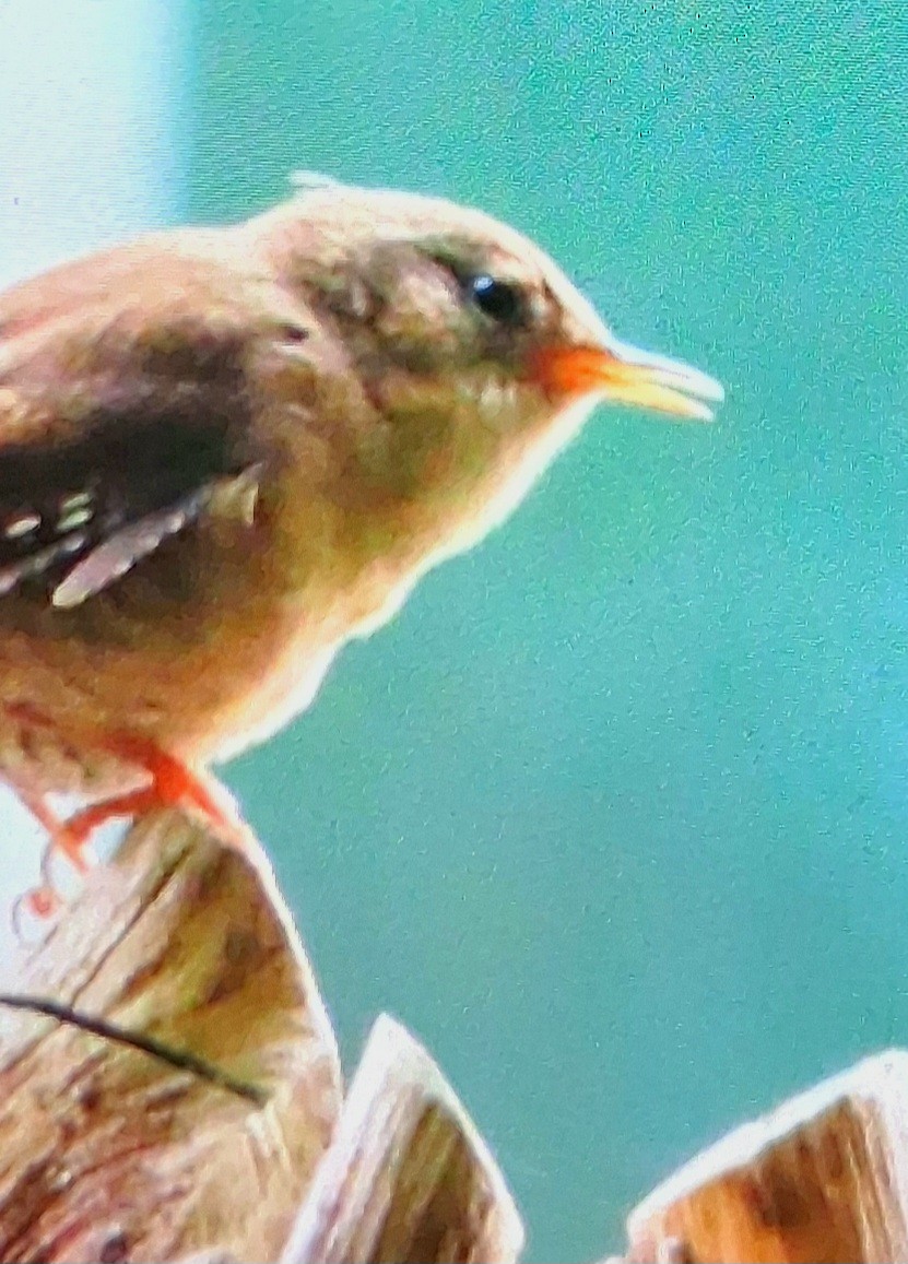 Eurasian Wren - ML642522610