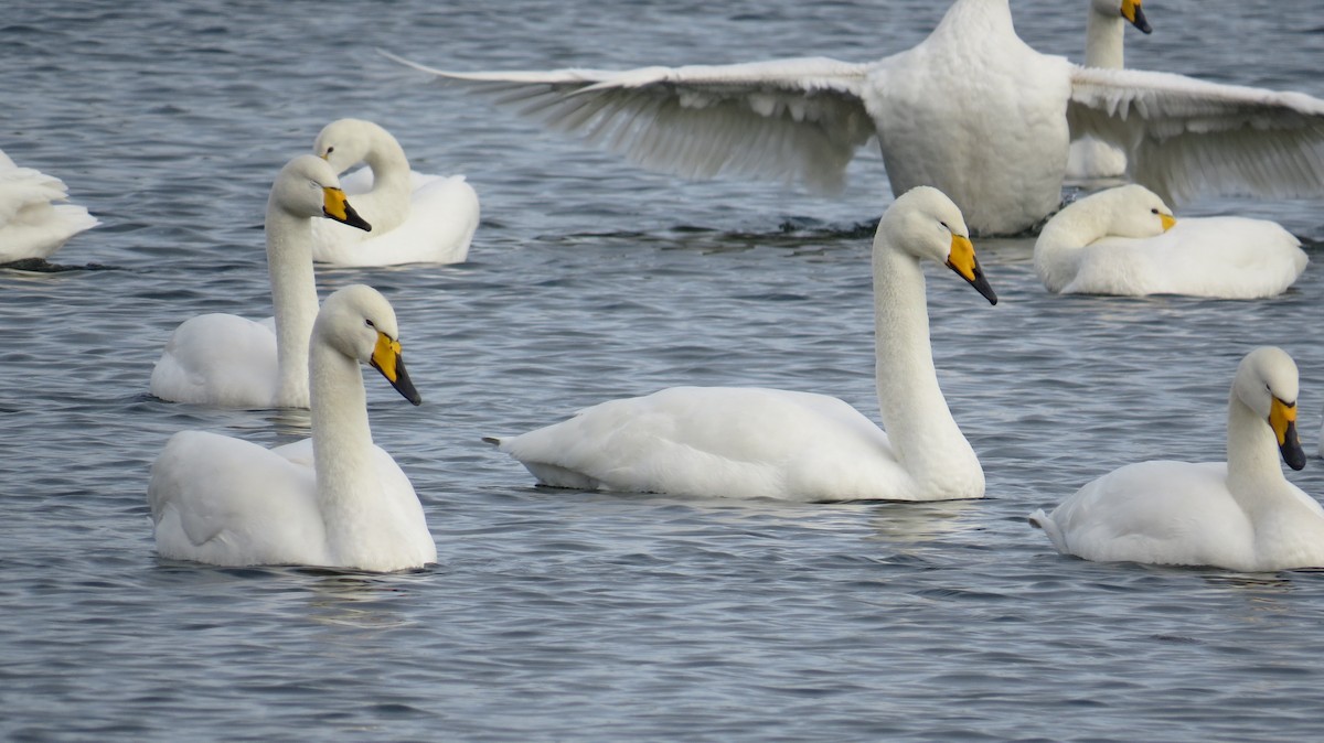 Whooper Swan - ML642522631