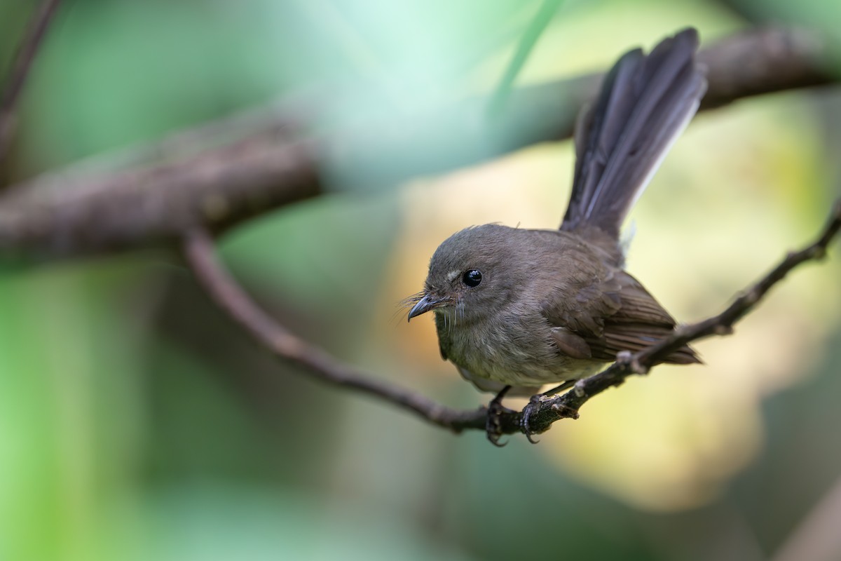 Rennell Fantail - ML642522635