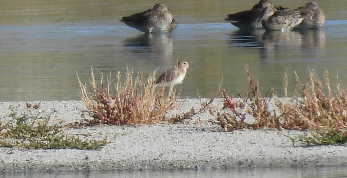 Mountain Plover - ML642522655