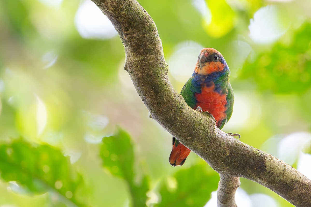 Red-breasted Pygmy-Parrot - ML642522663