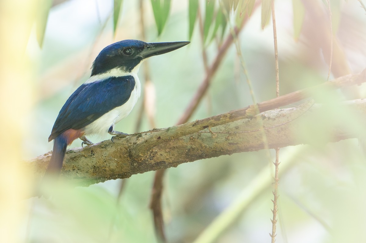 Ultramarine Kingfisher - ML642522677