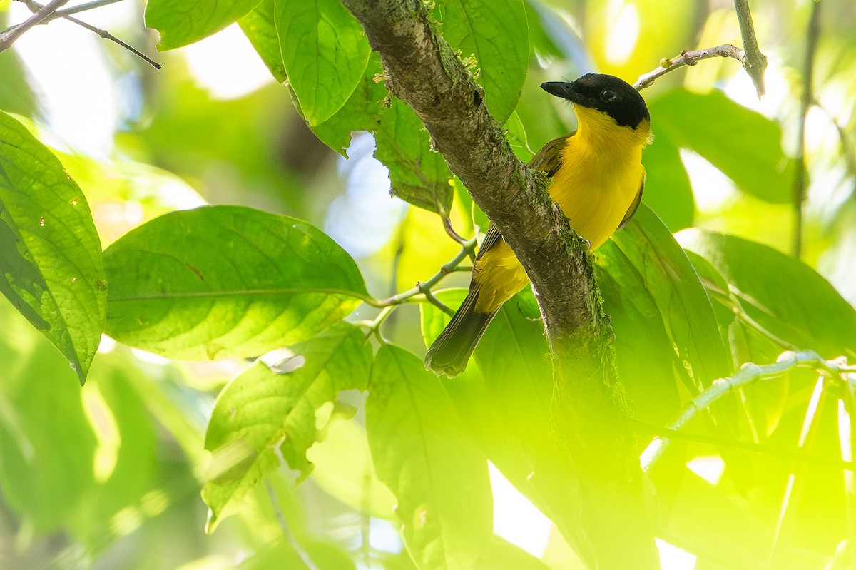 Oriole Whistler - ML642522697