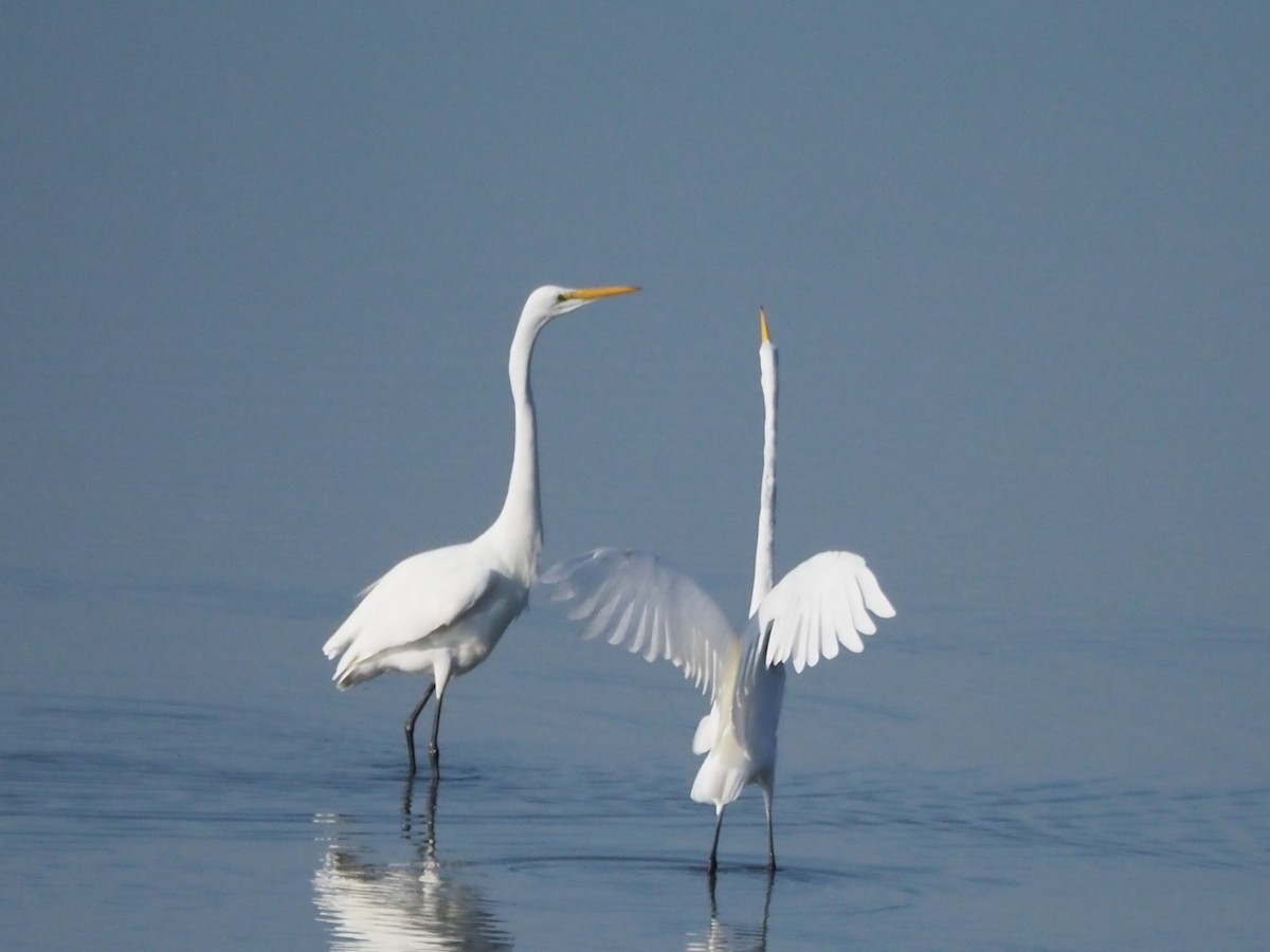 Great Egret - ML642522717