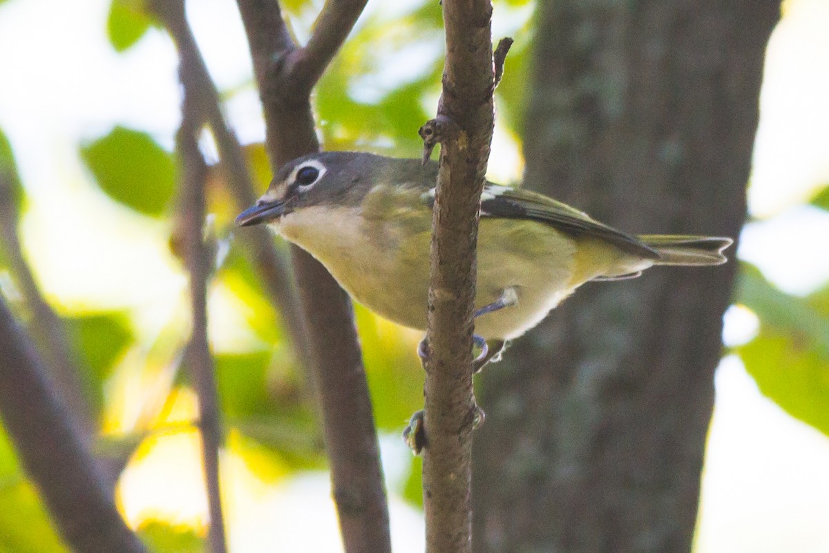 Blue-headed Vireo - ML642522718