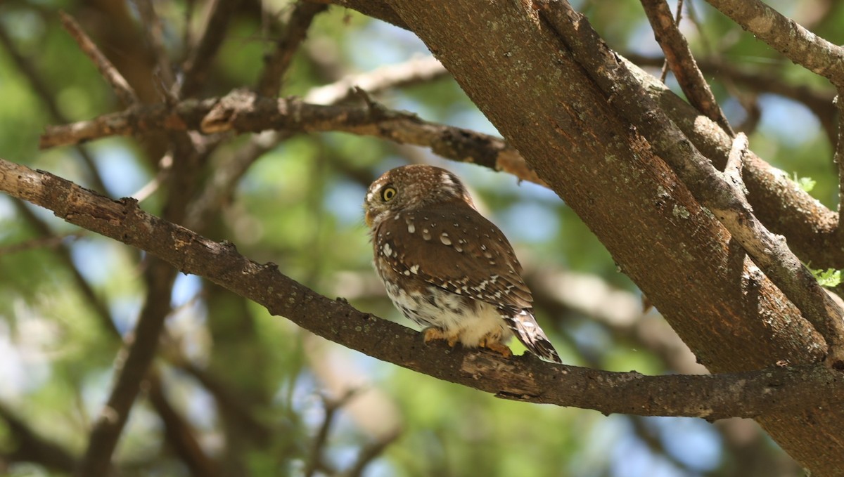Pearl-spotted Owlet - ML642522721