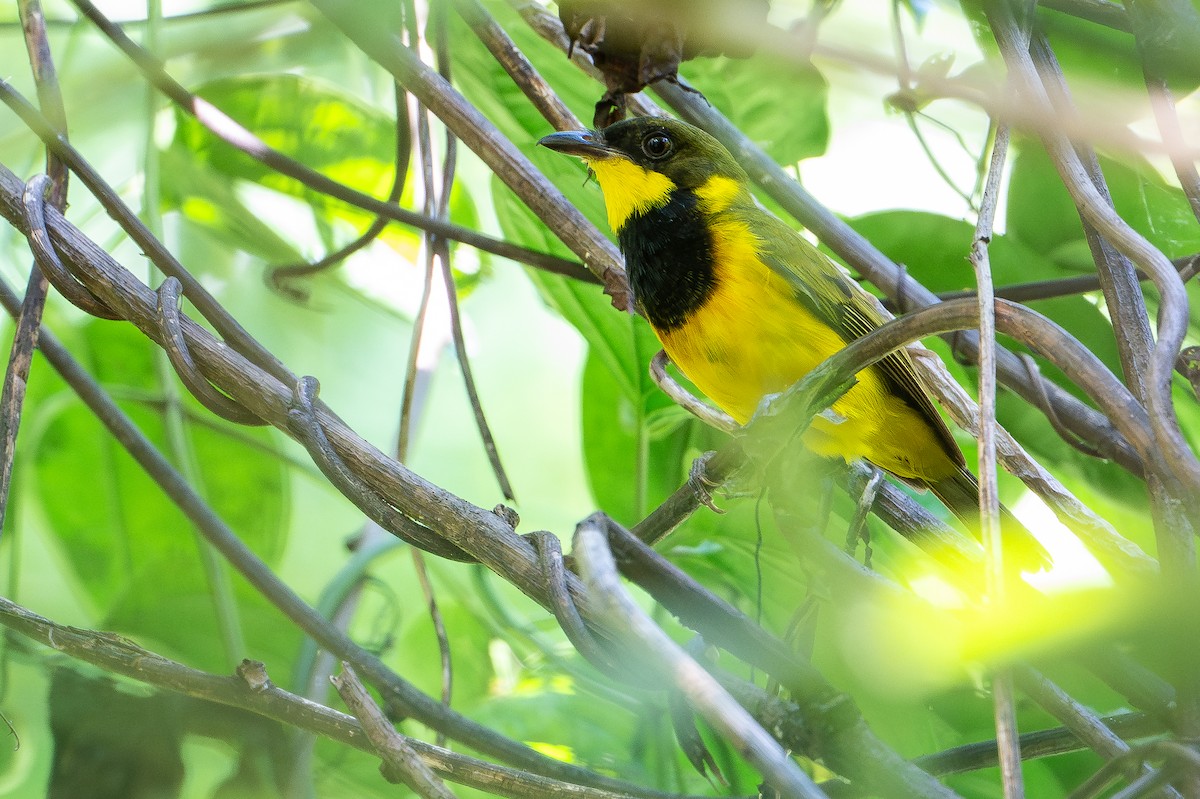 Oriole Whistler - ML642522727