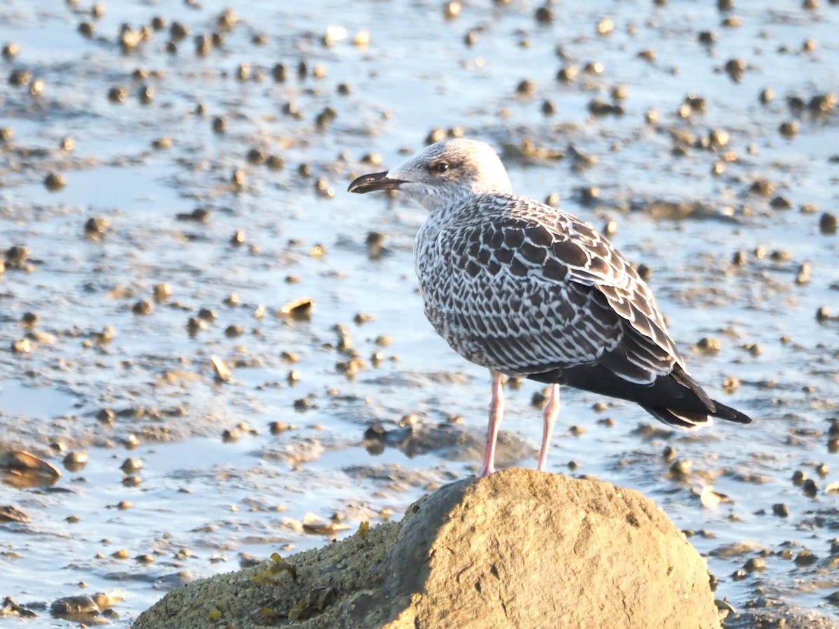 American Herring Gull - ML642522728