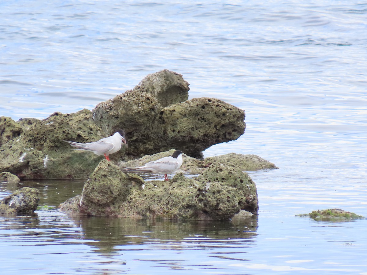Roseate Tern - ML642522737