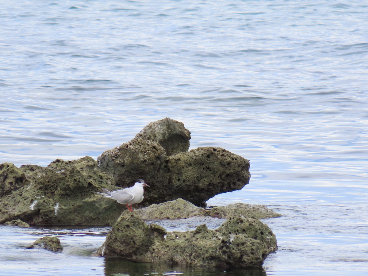 Roseate Tern - ML642522739