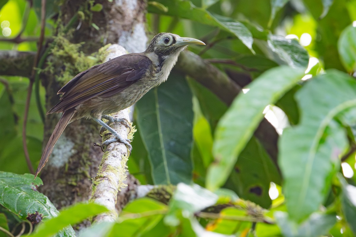 Méliphage de San Cristobal - ML642522741