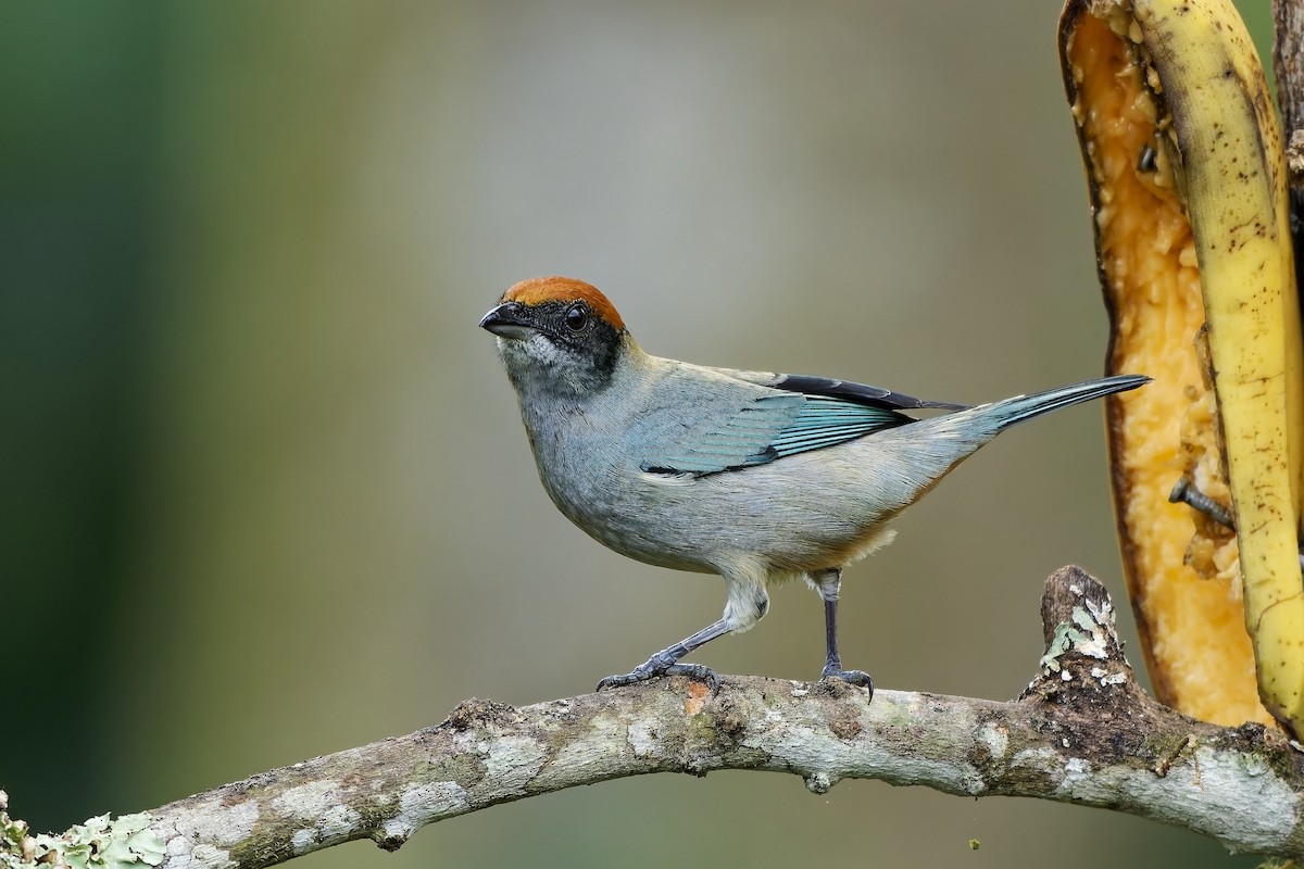 Scrub Tanager - ML642522745