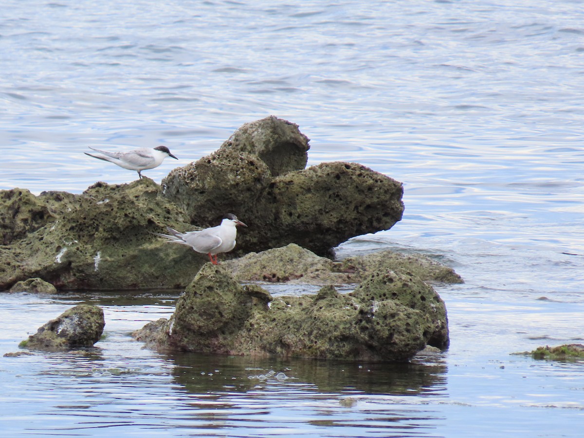 Roseate Tern - ML642522749