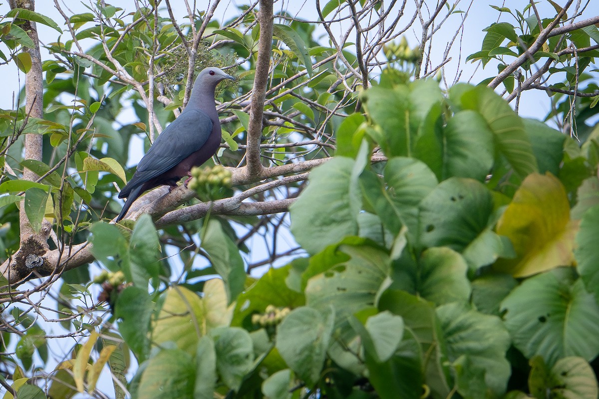 Chestnut-bellied Imperial-Pigeon - ML642522758