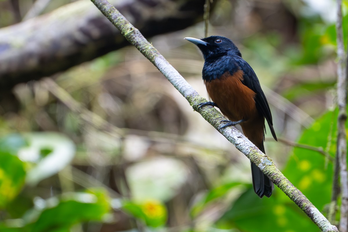 Monarque à ventre marron (megarhynchus) - ML642522760