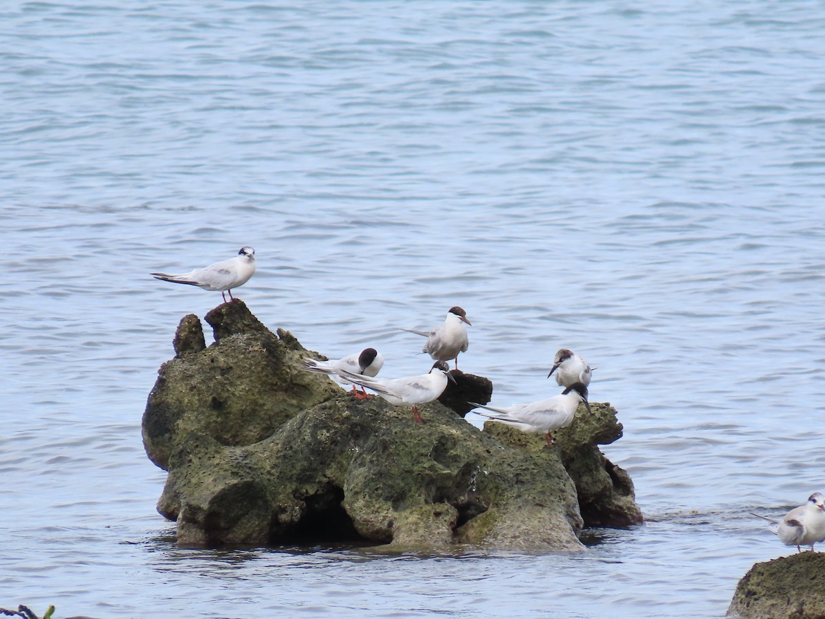 Roseate Tern - ML642522763