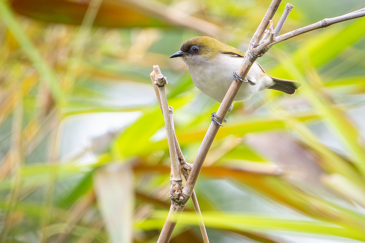 Makira White-eye - ML642522767