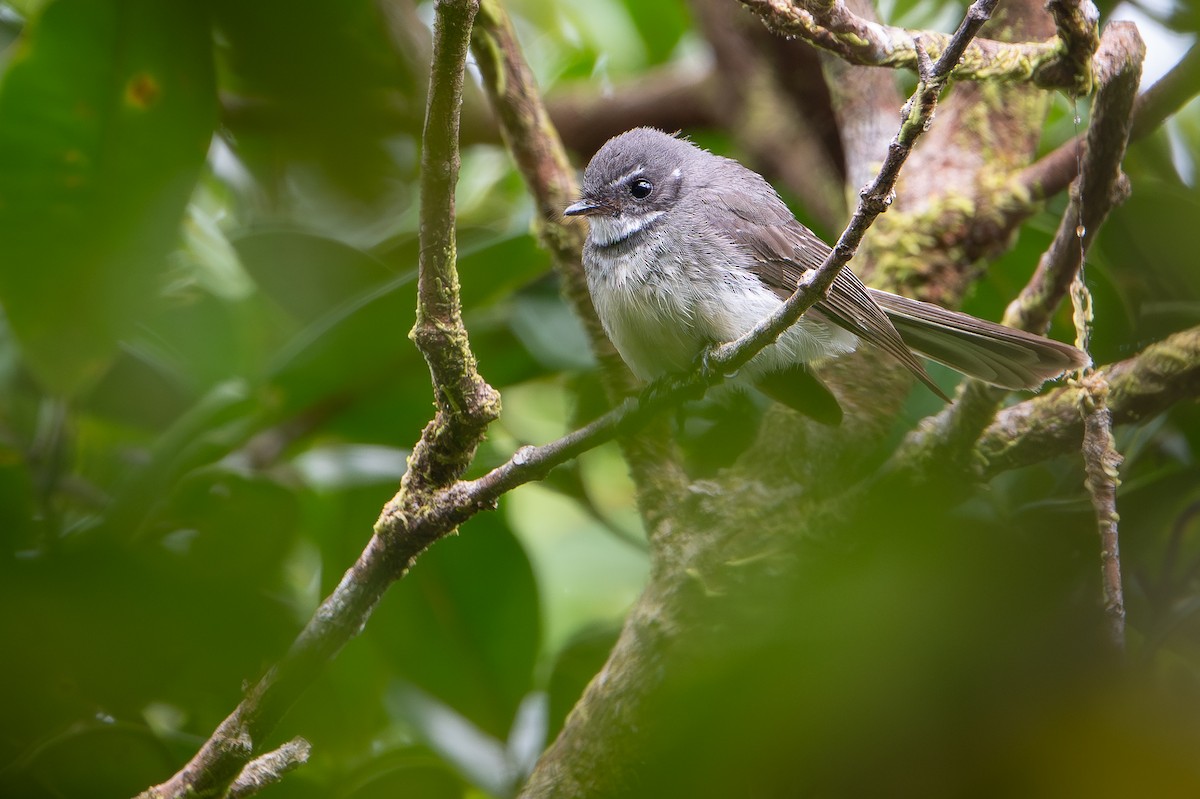 Rhipidure gris - ML642522780