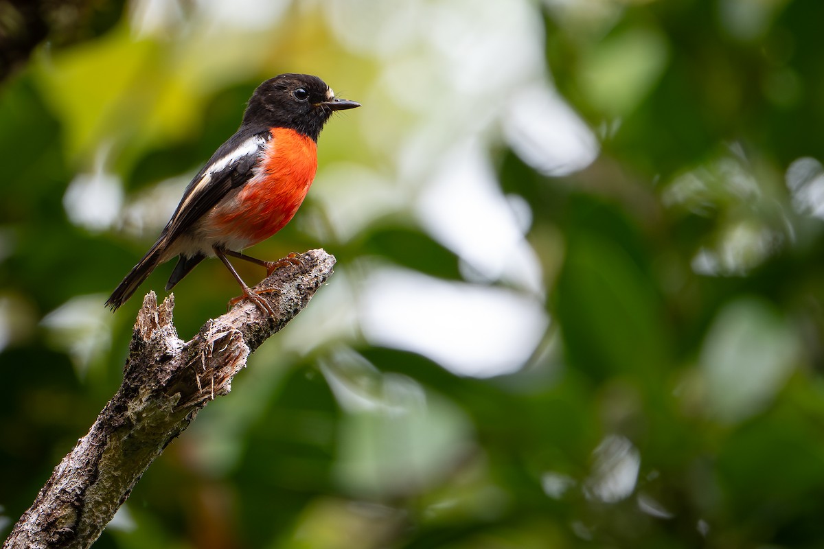 Miro des Salomon - ML642522781