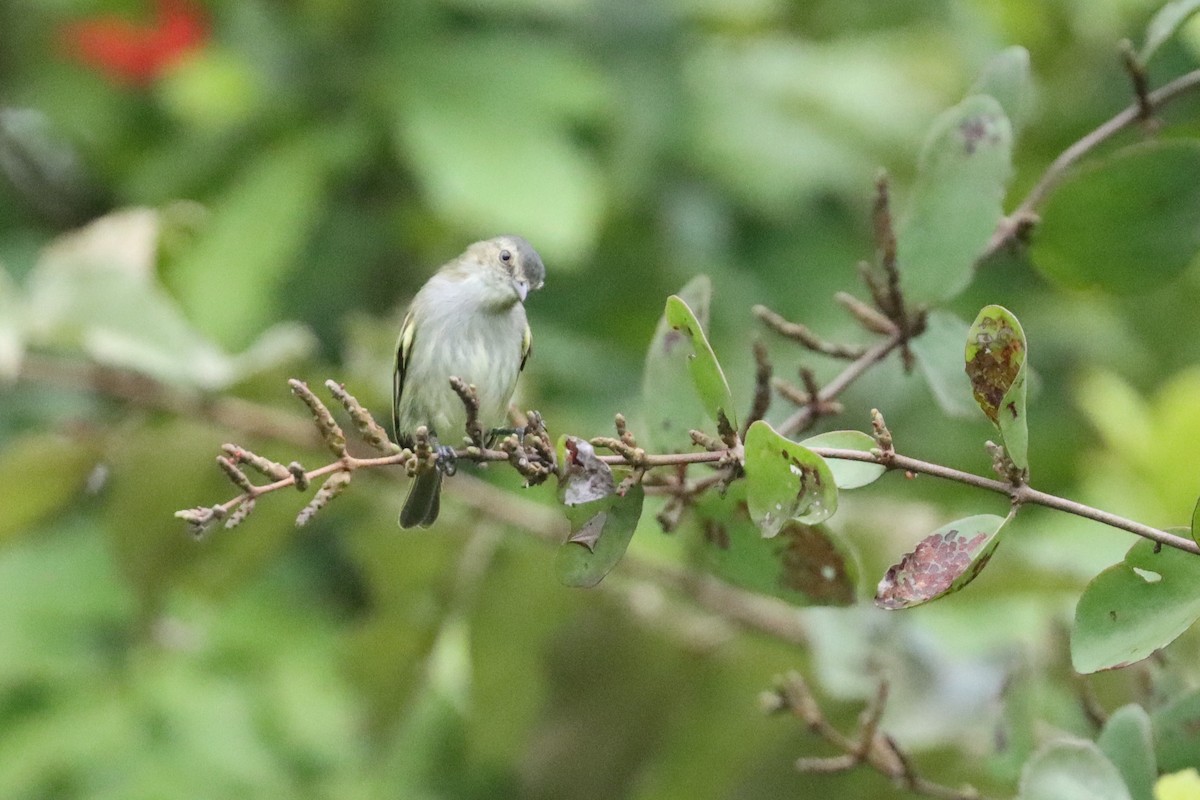 Mistletoe Tyrannulet - ML642522786