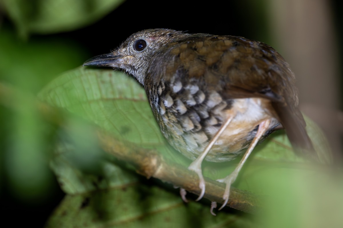 Grive des Salomon - ML642522789