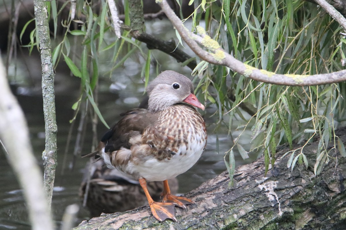Mandarin Duck - ML642522801