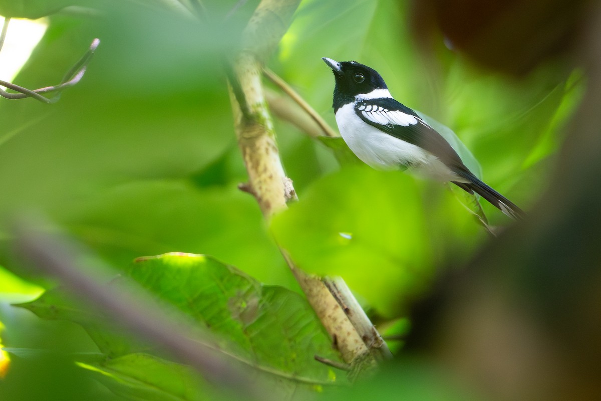 Monarque à col blanc - ML642522802