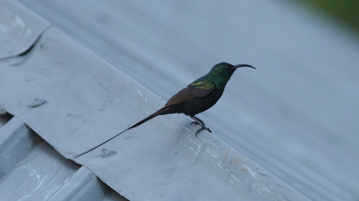 Bronze Sunbird - ML642522824