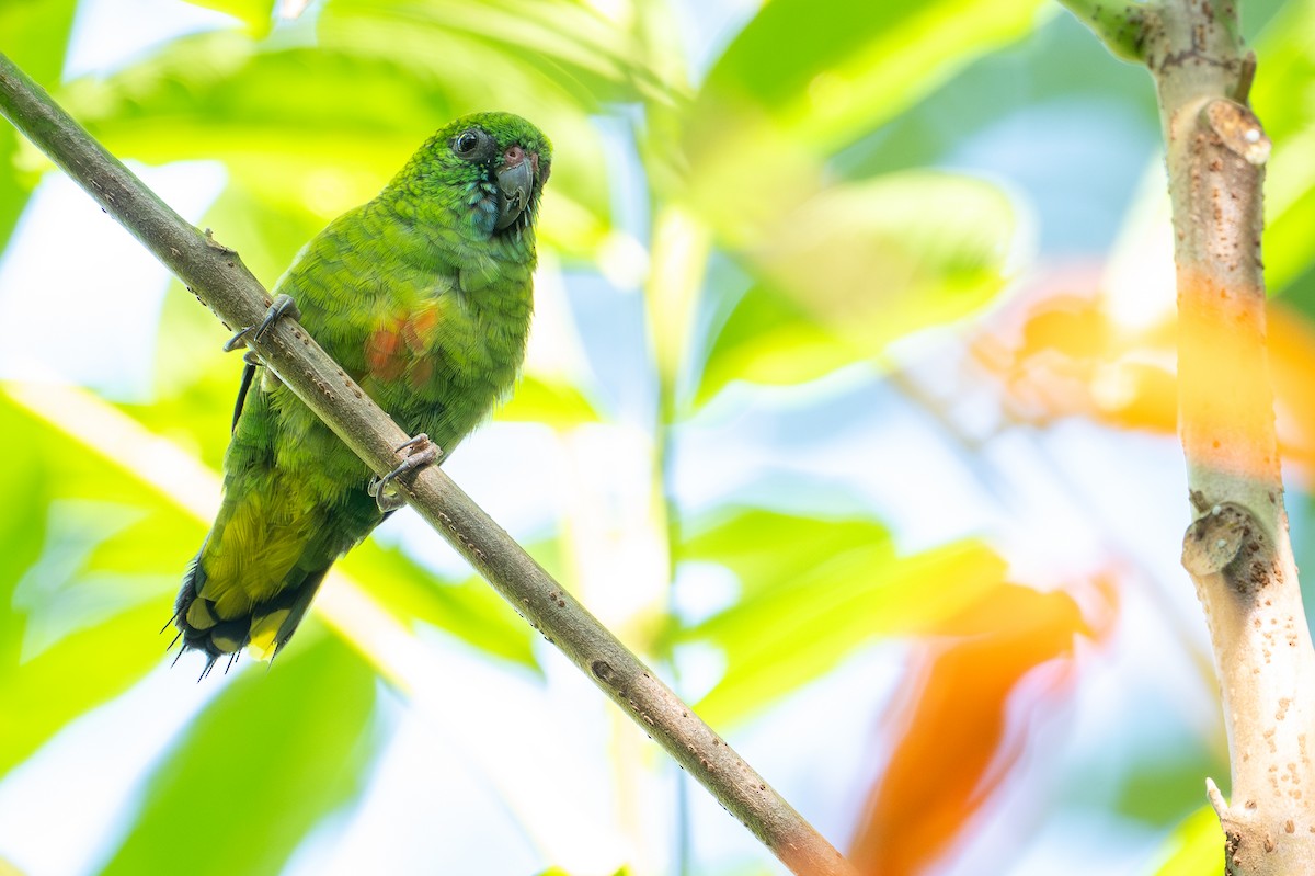 Micropsitte de Finsch - ML642522832