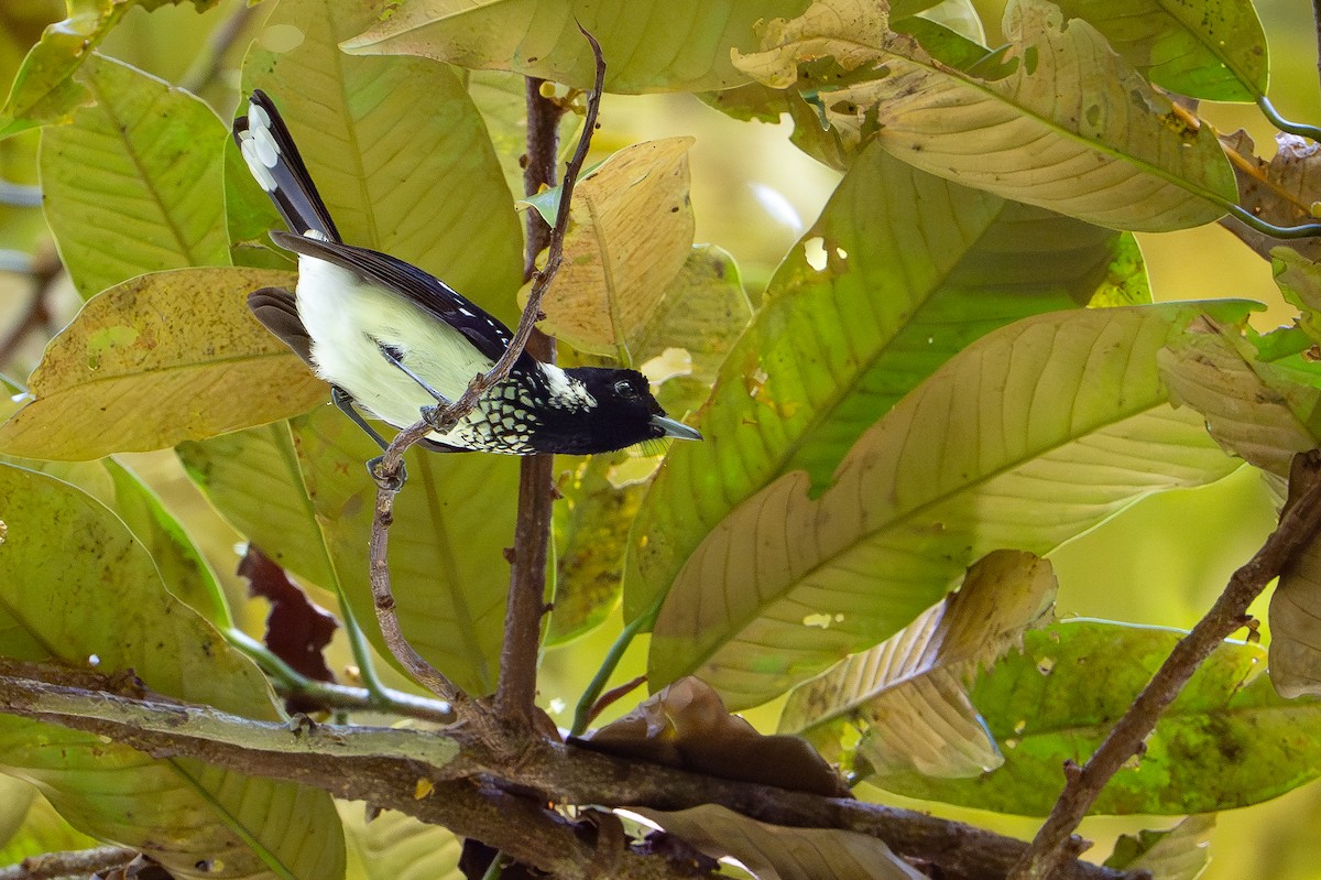 Monarque à col blanc - ML642522836