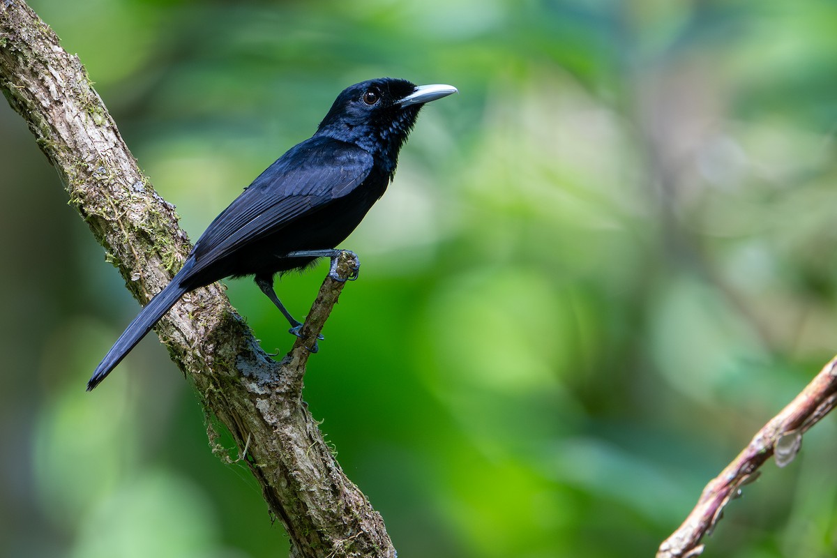 Monarque à ventre marron (ugiensis) - ML642522840
