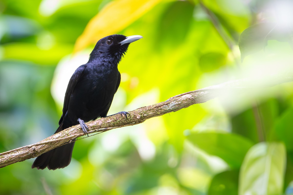 Monarque à ventre marron (ugiensis) - ML642522841