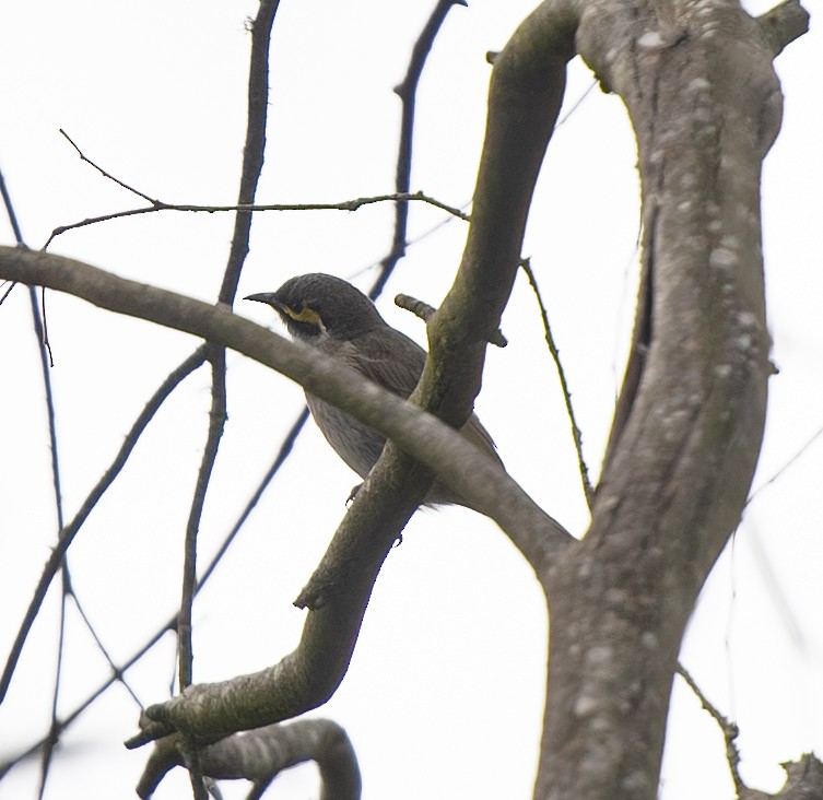 Yellow-faced Honeyeater - ML642522842