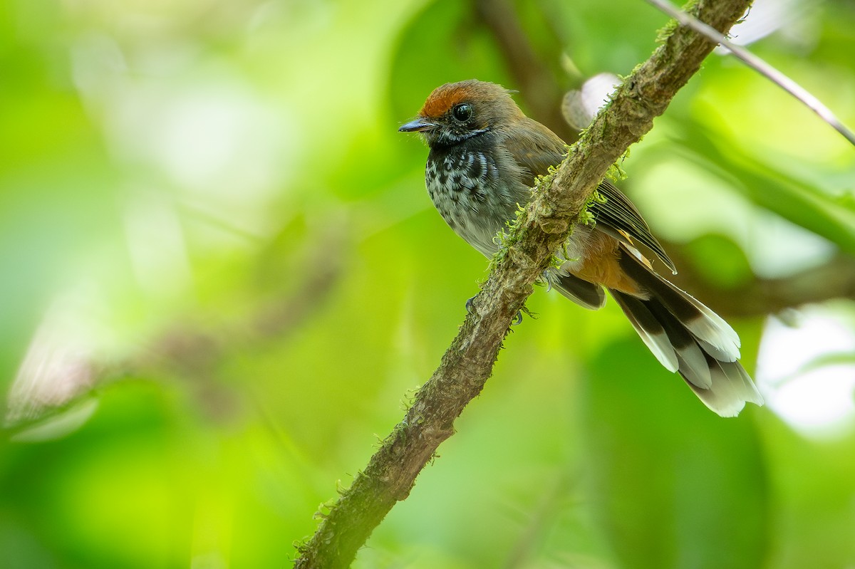 Solomons Rufous Fantail (Dark-throated) - ML642522843