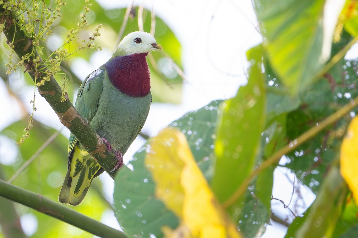 White-headed Fruit-Dove - ML642522865