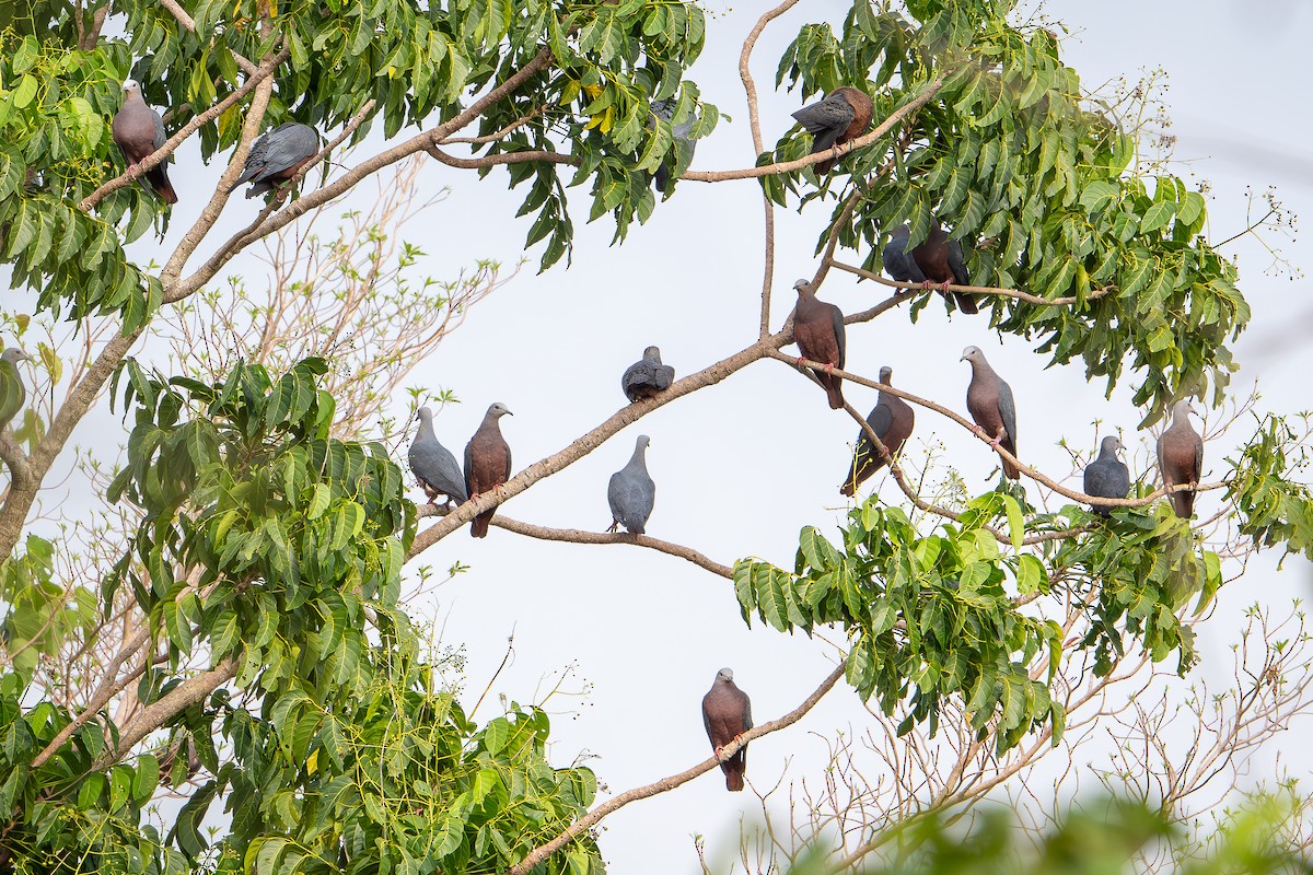 Chestnut-bellied Imperial-Pigeon - ML642522867