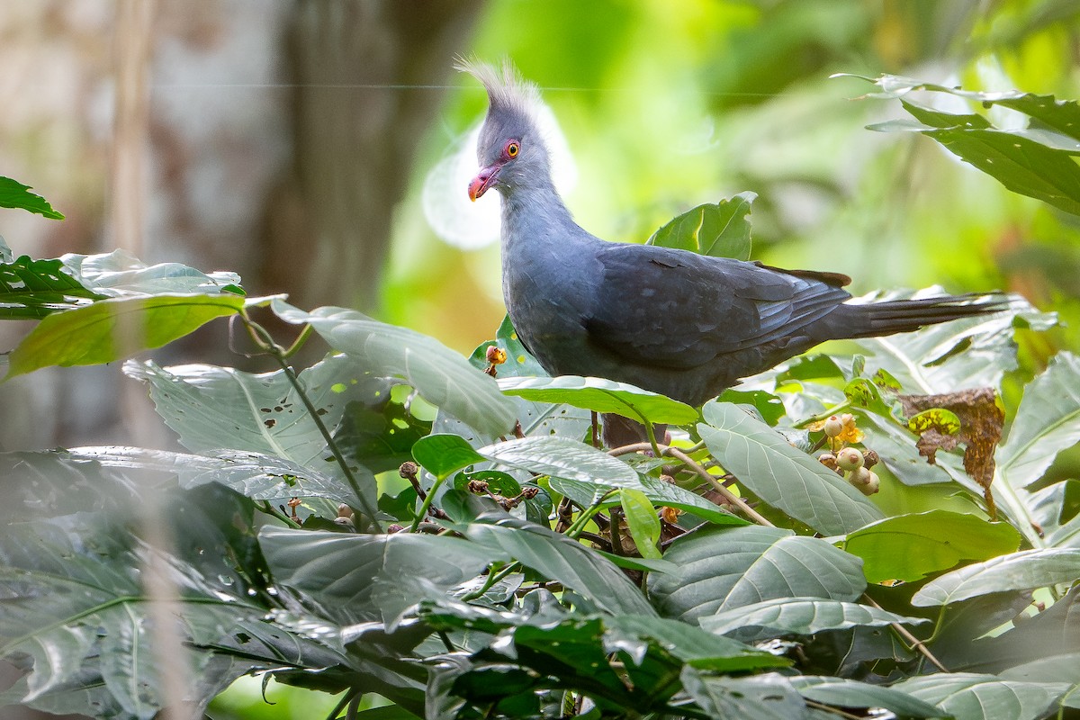Crested Cuckoo-Dove - ML642522868