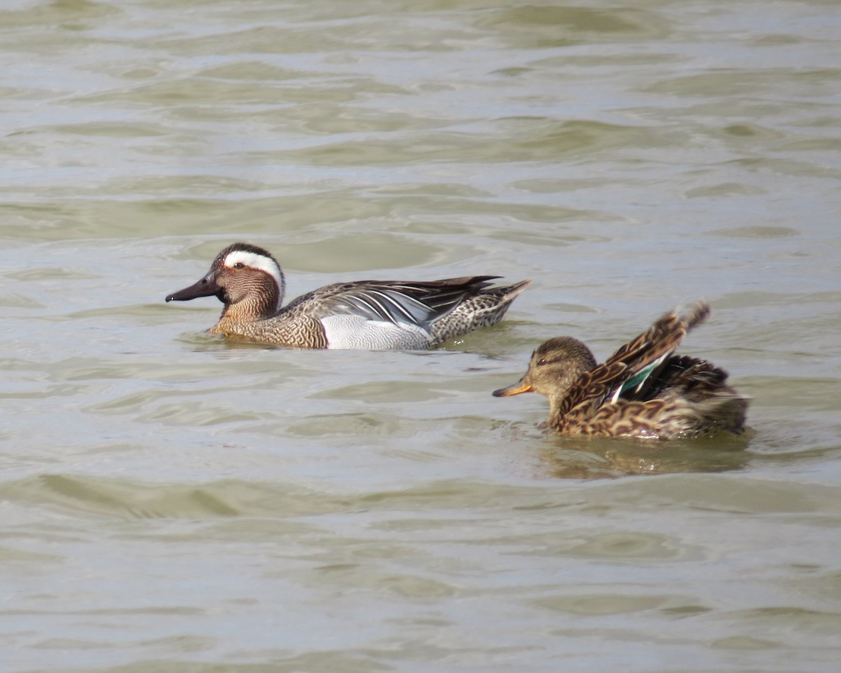 Garganey - ML642522880