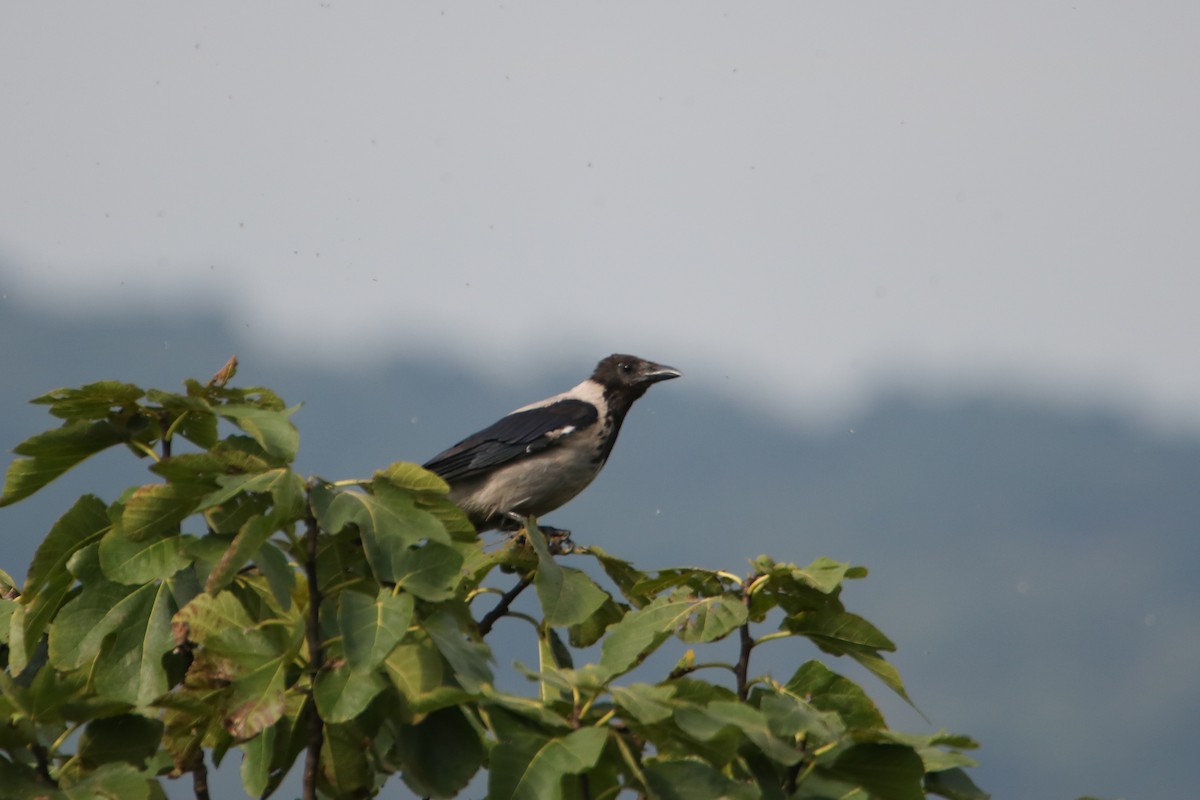 Nebelkrähe - ML642522890