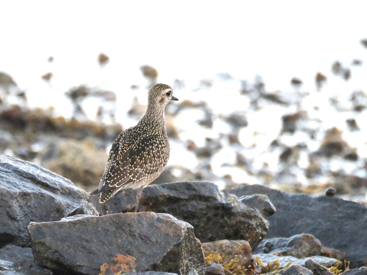 American Golden-Plover - ML642522892