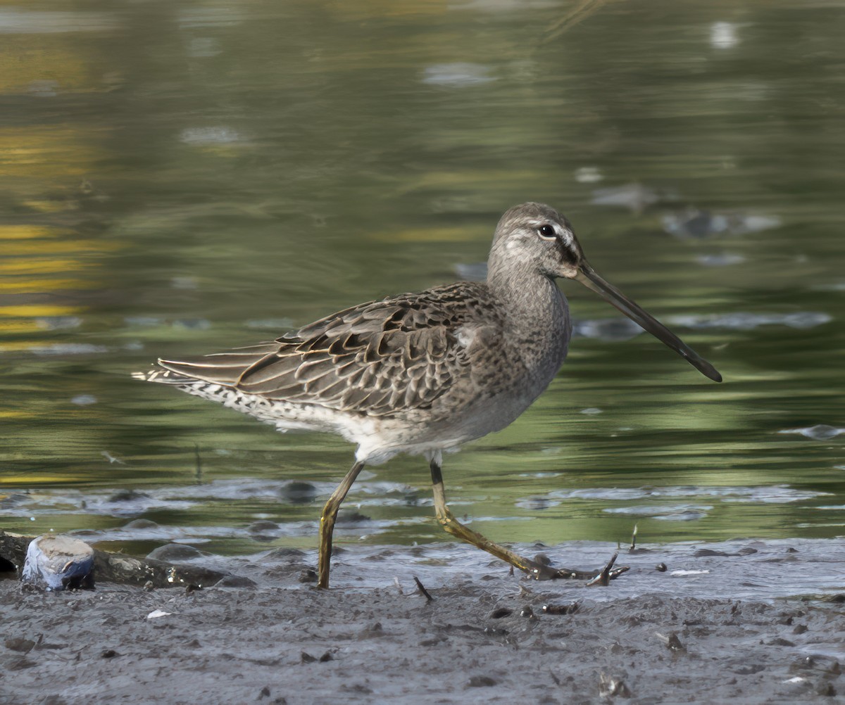 Long-billed Dowitcher - ML642522904